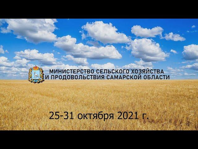 Итоги недели 25-31 октября 2021 г.