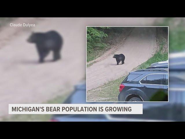 WHAT WE KNOW | Black bear sightings in West Michigan