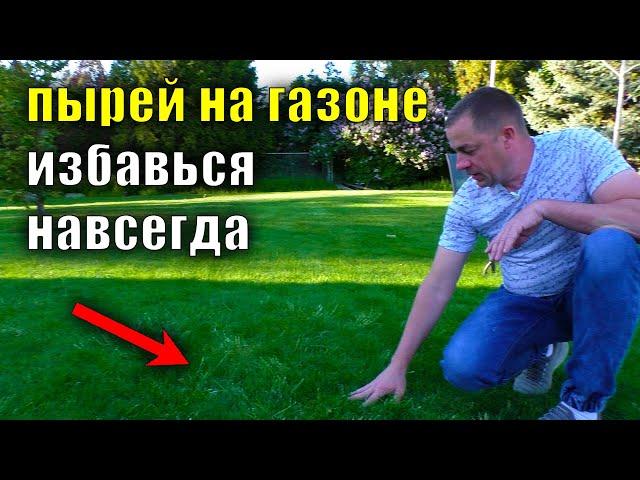 How to defeat wheatgrass on the lawn, Lawn care, Perennial grasses, Weed control instructions,