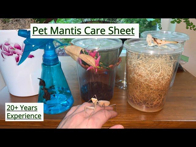 Pet Mantis Care Sheet Video #mantiscare #mantiscaresheet