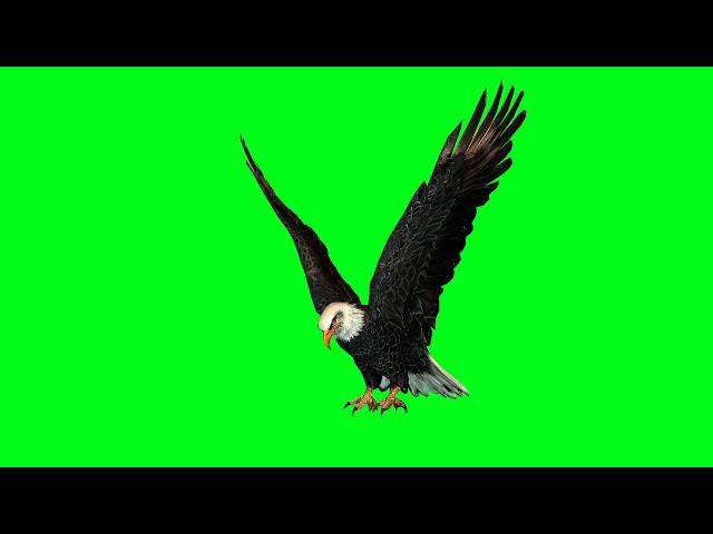 Real Eagle Attack Animation Green Screen 1080p HD #3