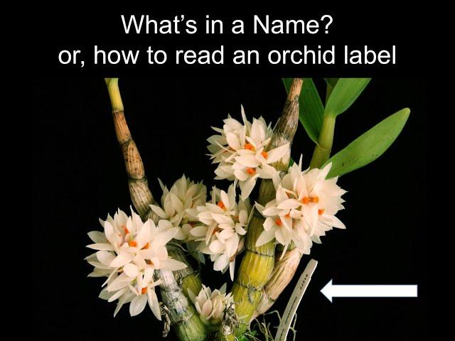 What's in a Name? or how to read an orchid label