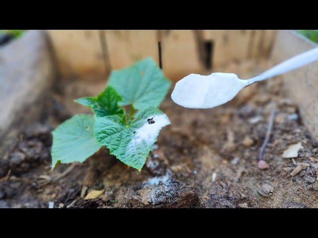 Just 1 tablespoon and the Cucumber will EXPLODE OVERNIGHT