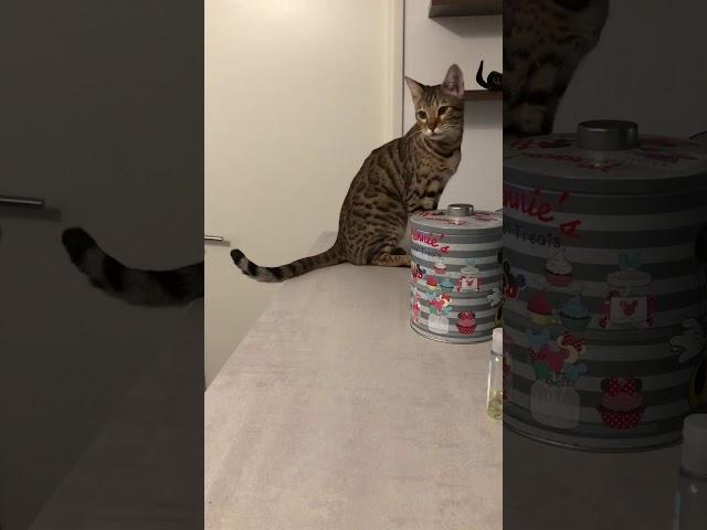 Female cat in heat meowing ( mate calling, bengal )