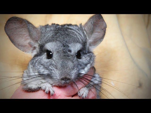 Funny Chinchilla Funny and Cute Chinchilla (Full) [Funny Pets]