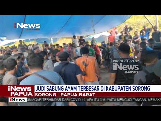 I NEWS PAPUA - JUDI SABUNG AYAM TERBESAR DI KABUPATEN SORONG