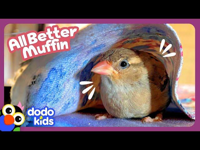 This Little Sparrow’s Feathers Are Falling Out! Help! | Dodo Kids | All Better