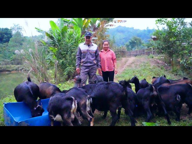 The goats went out to eat and did not return: the surprise of finding them