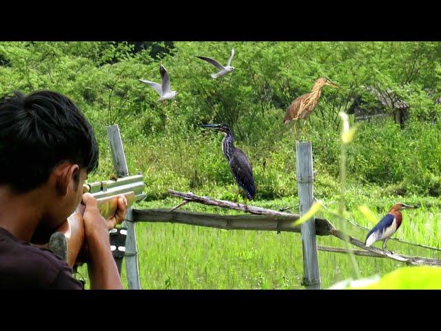 BERBURU BURUNG SAWAH DI MUSIM PADI DI TANAM‼️LANSUNG DI MASAK