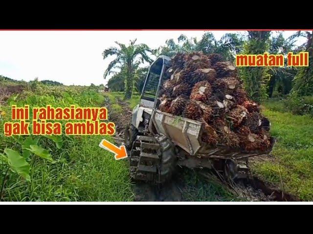 Quick traktor angkut sawit gak bisa amblas