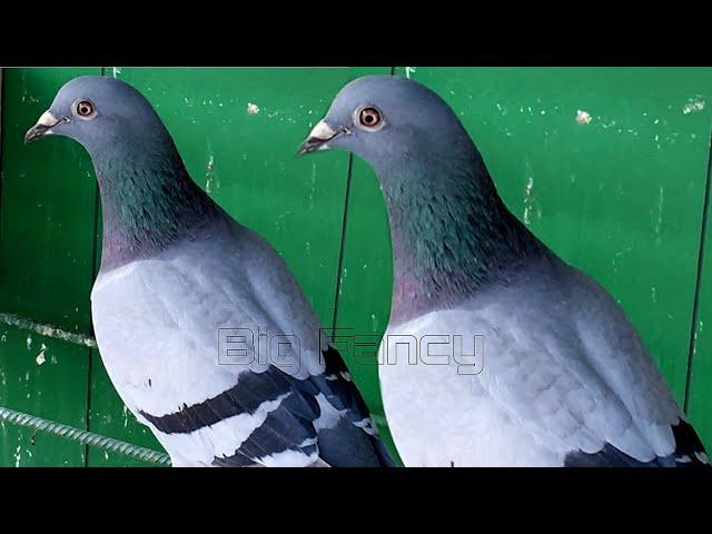 Pigeon Loft Setup for Racing Champions | Breeding & Homing Pigeons