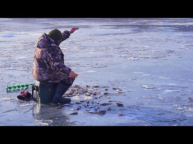 Окунь в изобилии, но перволедье очень коварно