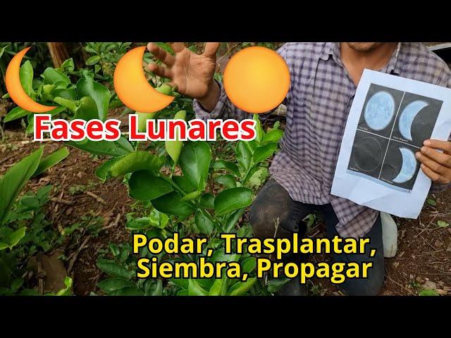 Como usar las fases lunares    para Podar, Propagar, Trasplantar y Sembrar - influencia de la luna