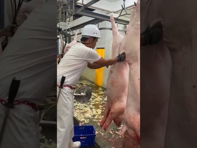 Sample Video for Slaughtering