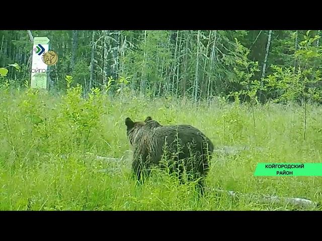 В кадр фотоловушки национального парка "Койгородский" попал медведь в поисках еды