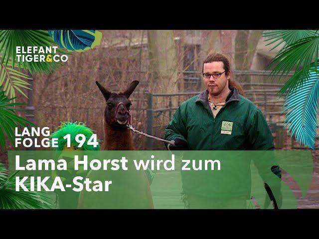 Lama Horst wird zum Film Star! (Langfolge 194) | Elefant, Tiger & Co. | ARD