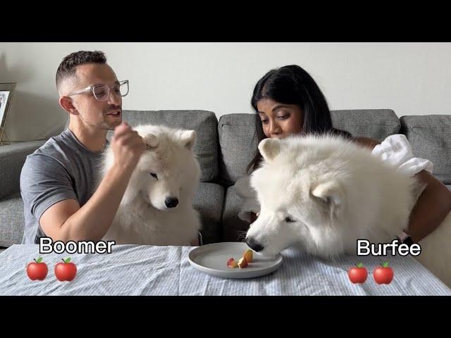 Will my dog get lucky this time? Taste test with dogs | Fun games