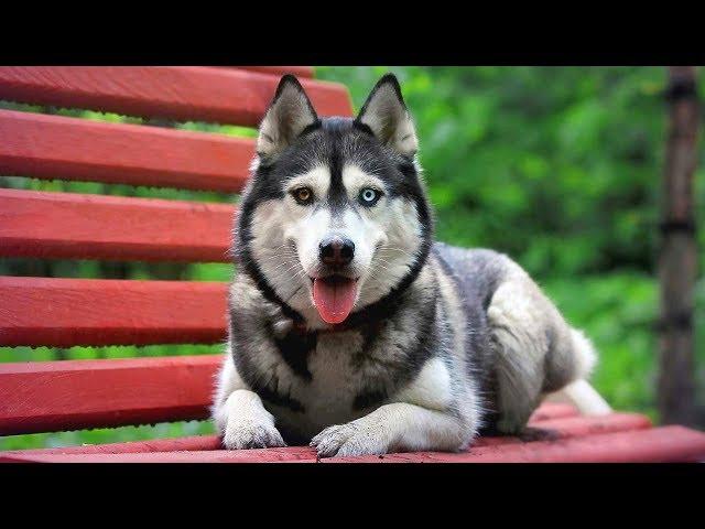 Top 10 Most Beautiful Dog Breeds in the World