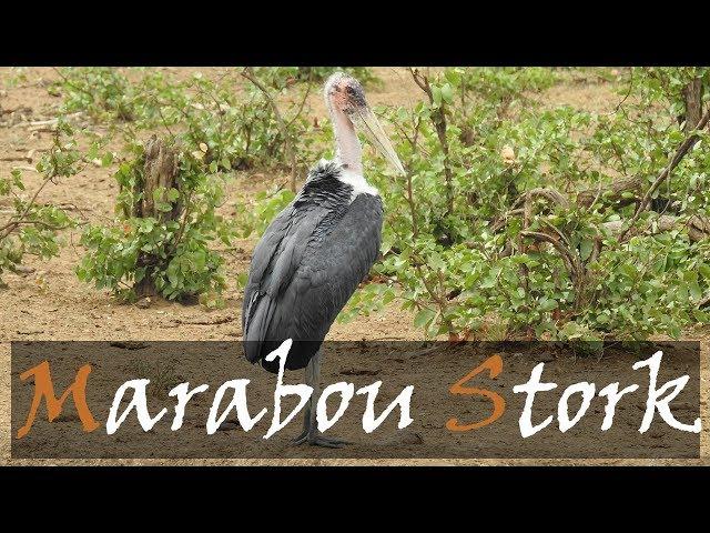 Marabou Stork (Leptoptilos crumenifer) Bird Call & Video, Punda Maria Rest Camp Waterhole - Kruger