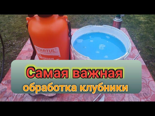 Самая ВАЖНАЯ первая обработка клубники весной. Belklubnika.by