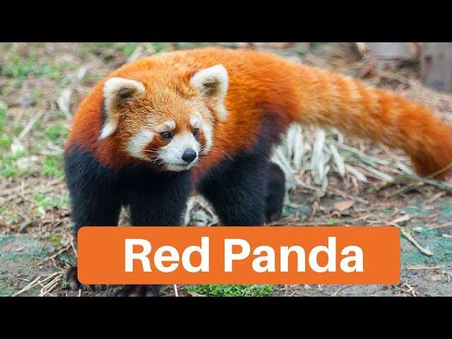 Environment & Ecology - Red Panda