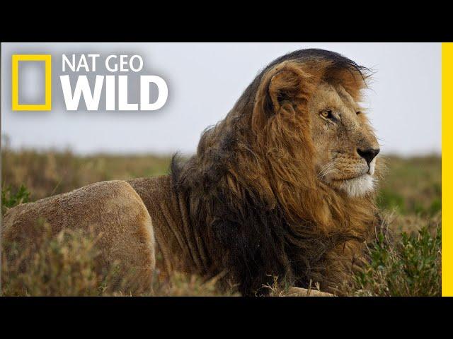 Lions 101 | Nat Geo Wild