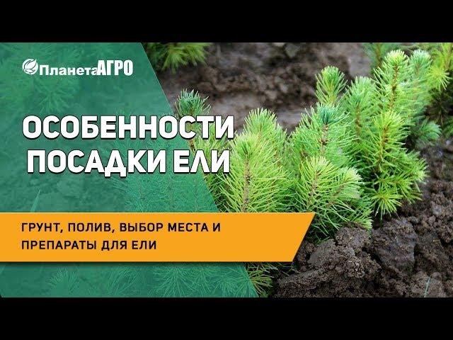  Особенности посадки ели: грунт, полив, выбор места и препараты для ели  Планета Агро