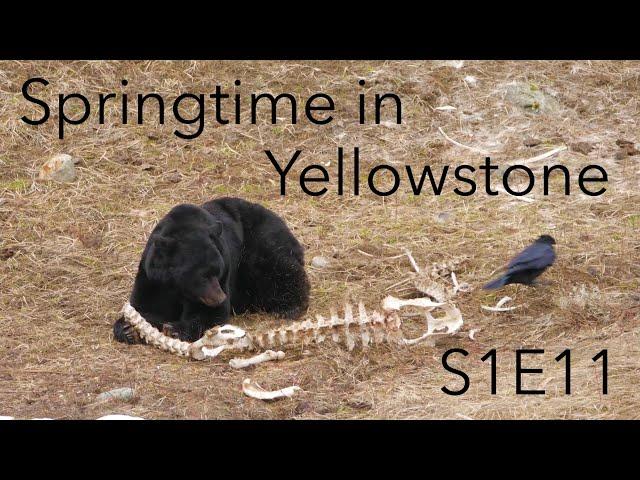 Springtime in Yellowstone | Behind The Lens | S1E11 | Inspire Wild Media