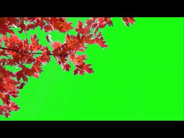 Red Maple Tree green screen