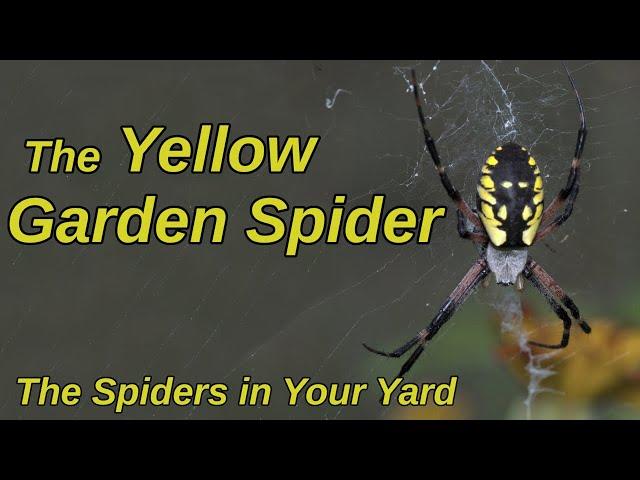 The Yellow Garden Spider - The Spiders in Your Yard