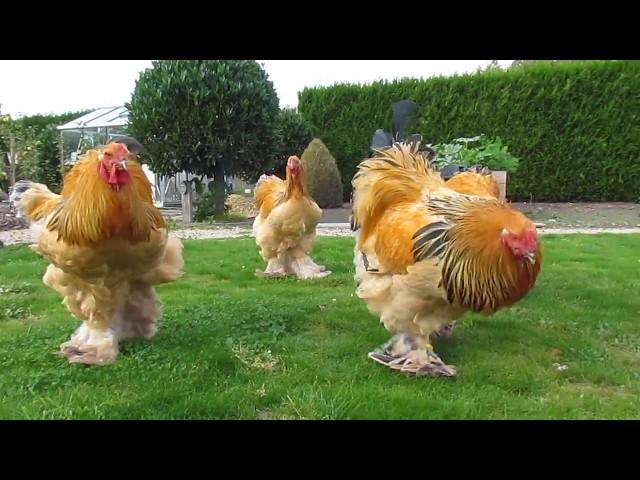 Bad boys ... buff columbian brahma roosters born in april