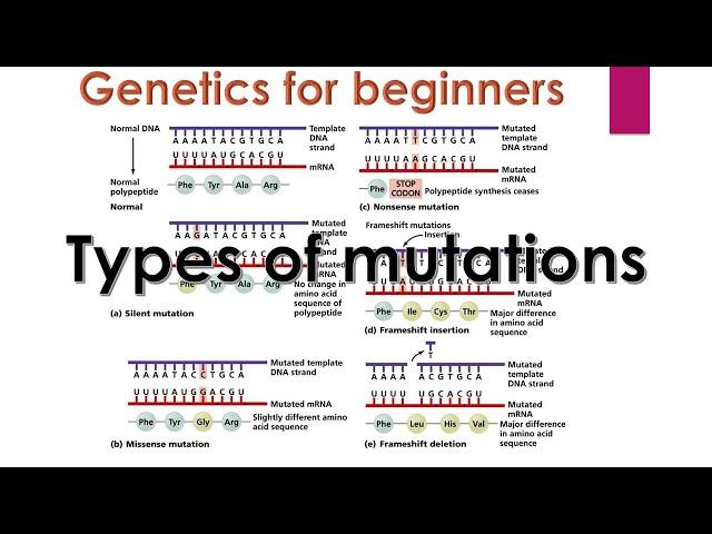 Genetic mutations | Types of mutations in genetics | Genetics for beginners |