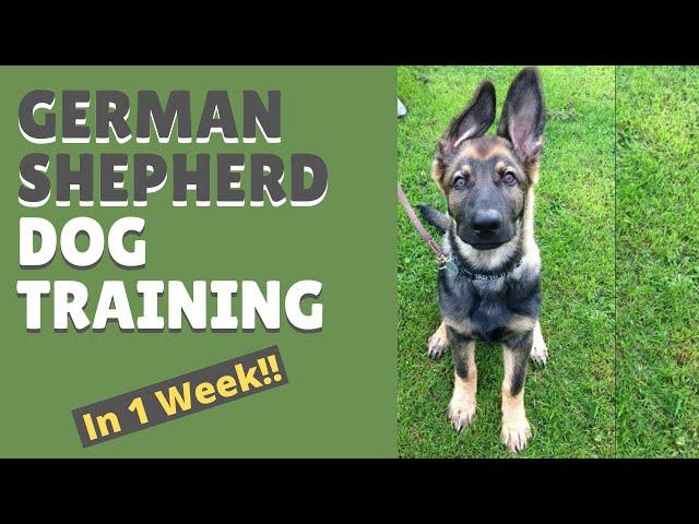 German Shepherd Dog Training and Mastering the Art of Attention in Only 1 Week