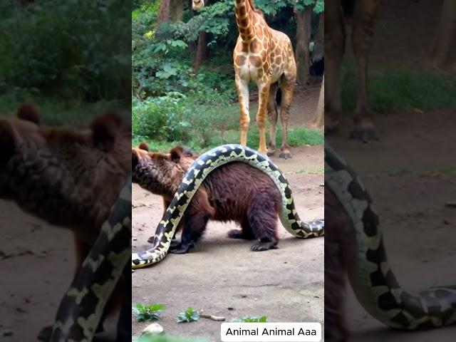 baby attacked by giant python on the road #animals #giantpython #wildlife #pythonsnake #animalworld