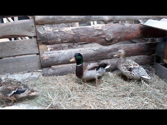 Утка кряква. Переезд в новый дом. Селезень сошел с ума