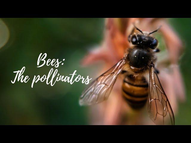 The Pollinators | Bees in the garden