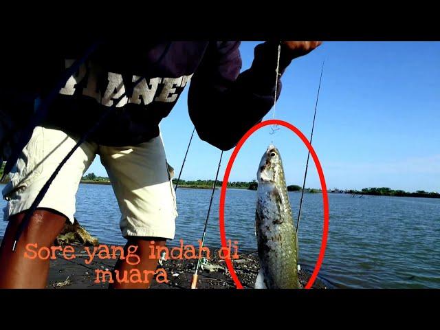 Mancing belanak di kala air jernih || spot indah muara progo Yogyakarta