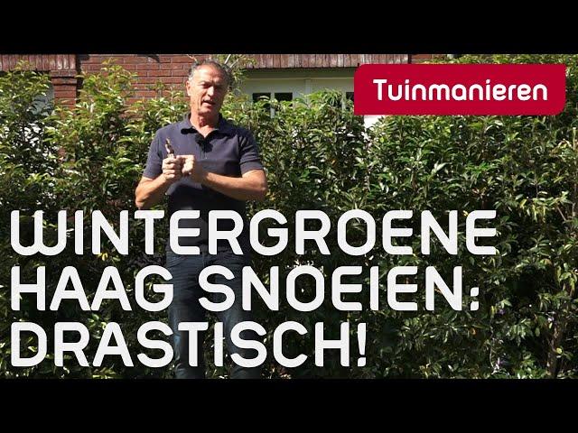 Wintergroene haag flink terugsnoeien | Tuinmanieren