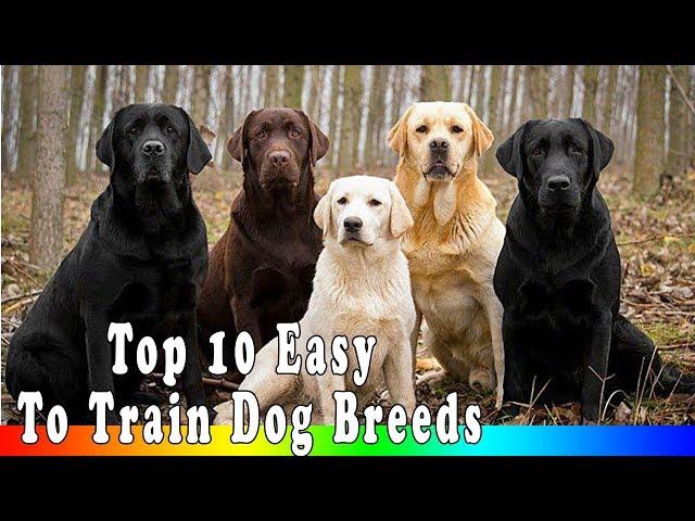 Top 10 Easy To Train Dog Breeds