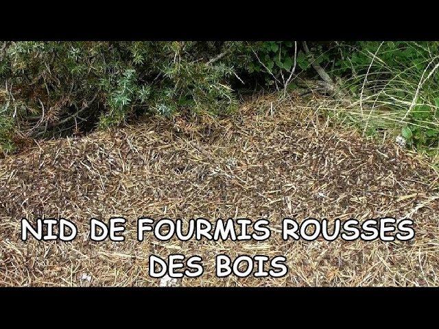 Nid énorme de Fourmis rousses des Bois - Gros plans