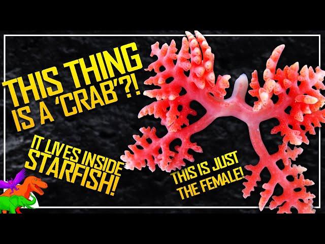 That Time 'Crabs' Turned Into Starfish Parasites – WTF Is Dendrogaster?!