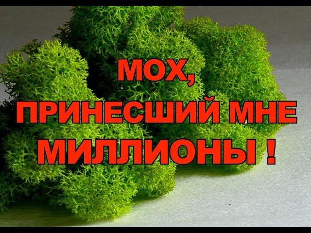 Бизнес на стабилизированном мхе!