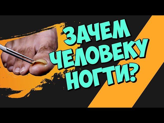 Зачем человеку ногти?  Интересные факты.