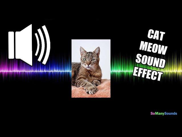 Cat Meow Sound Effect