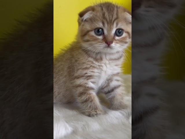 Chunky Scottish Fold kitten #shorts #scottish #catlover #golden