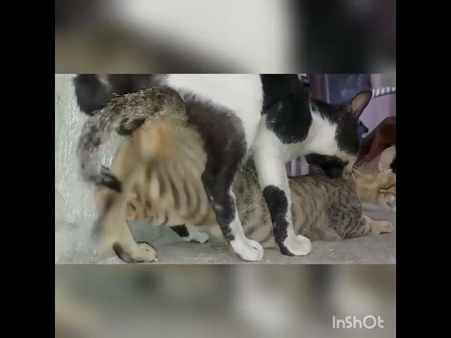 This is the close footage of the never seen before mating of cats