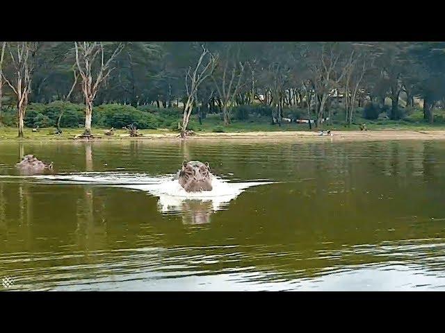 Angry hippo chases after boat in Kenya | Wild Animal Encounters