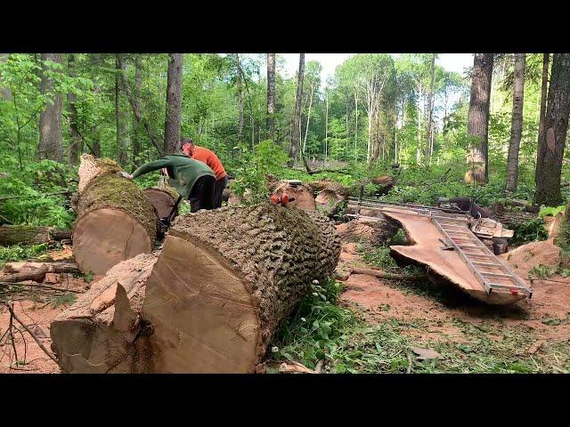 The Nicest Live Edge Slabs/Огромный лесной ясень