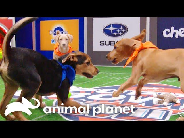 Paw-some Highlights from 20 Years of Puppy Bowls! | Animal Planet