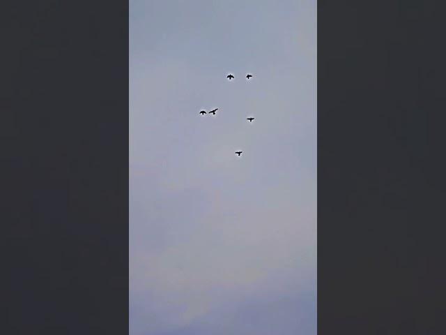 kabutar#sharst #video #viral #pigeon #kabutar 6,am 11pm